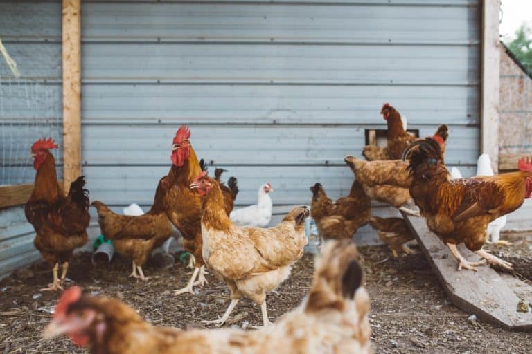 7. Animal Husbandry