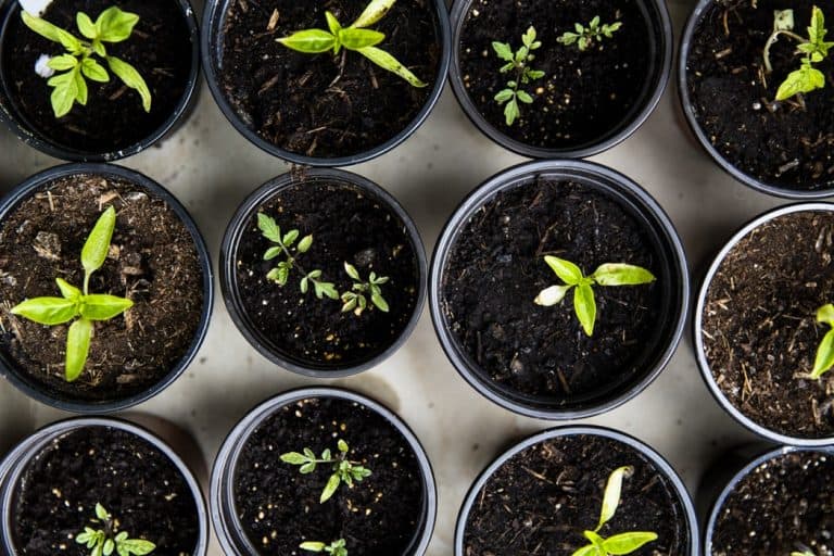 2. Gardening