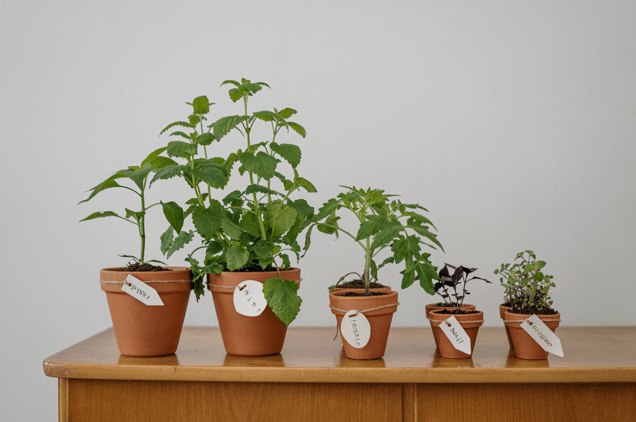 6 Herbs for Protection & Emotional Healing