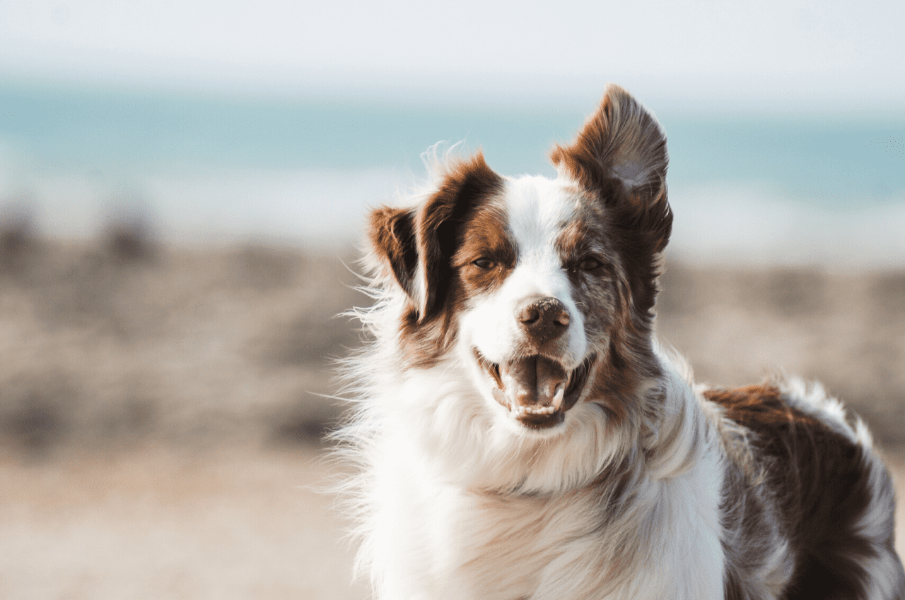 Can Animals Become Enlightened? (Answered)