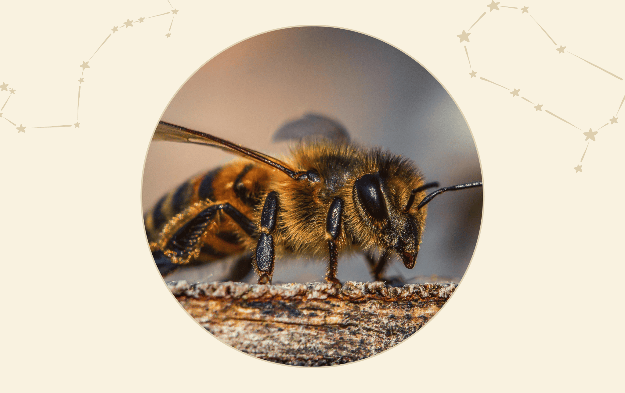 What Is the Spiritual Meaning of Bees? 6 Insights on Bee Symbolism