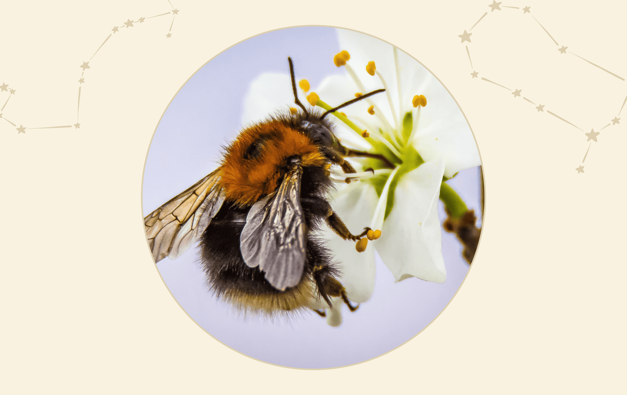 What Is the Spiritual Meaning of Bees? 6 Insights on Bee Symbolism
