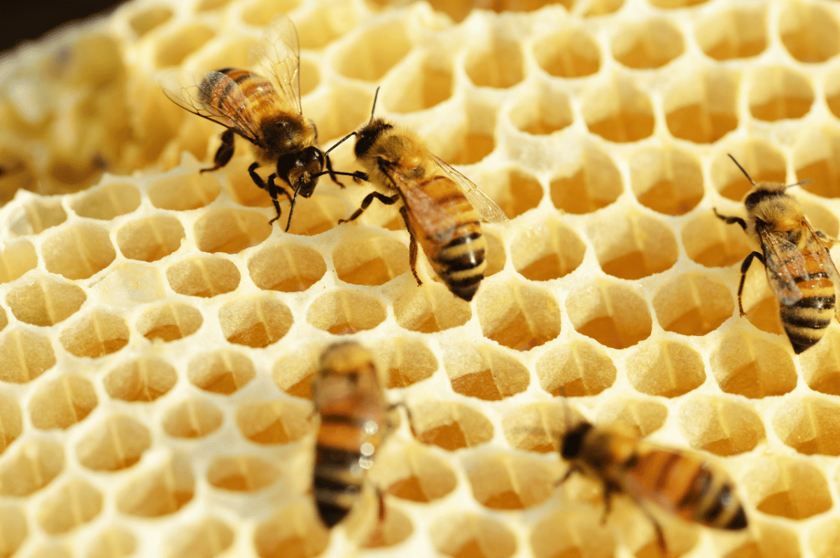 Spiritual-Meaning-of-Bees