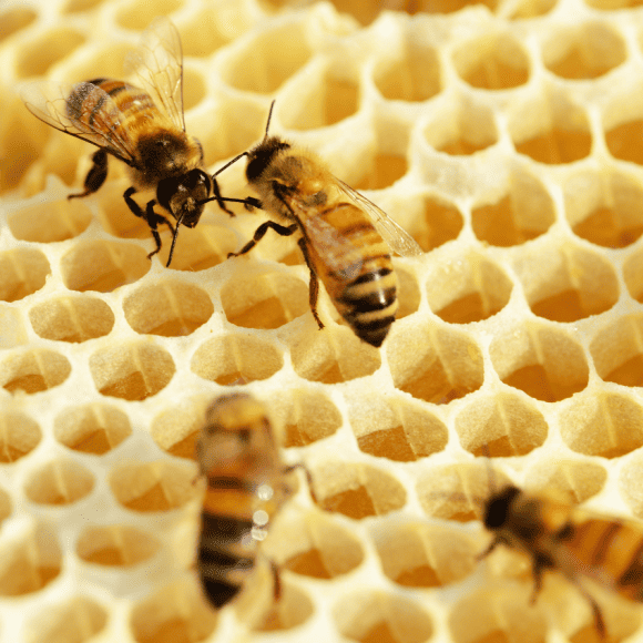 Spiritual-Meaning-of-Bees