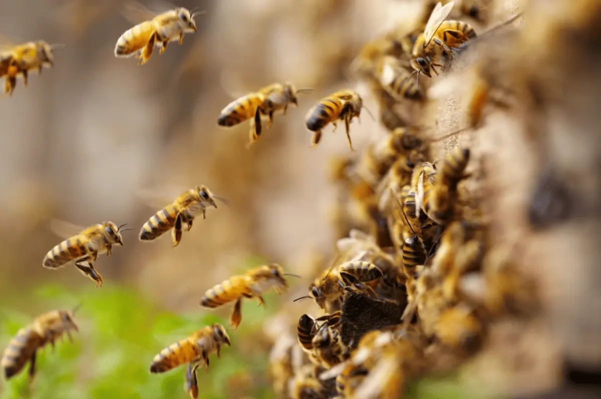 Spiritual-Meanings-of-Bees-Flying-Around-You