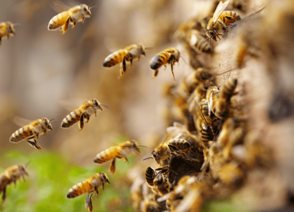 Spiritual-Meanings-of-Bees-Flying-Around-You