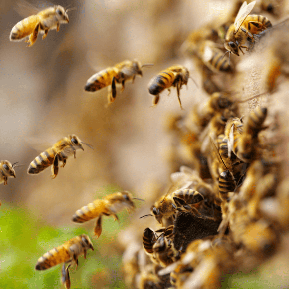 Spiritual-Meanings-of-Bees-Flying-Around-You